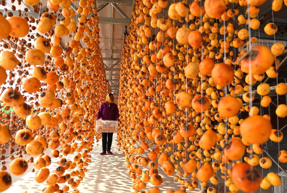 柿子柿餅烘干設(shè)備應(yīng)用及注意事項(xiàng)